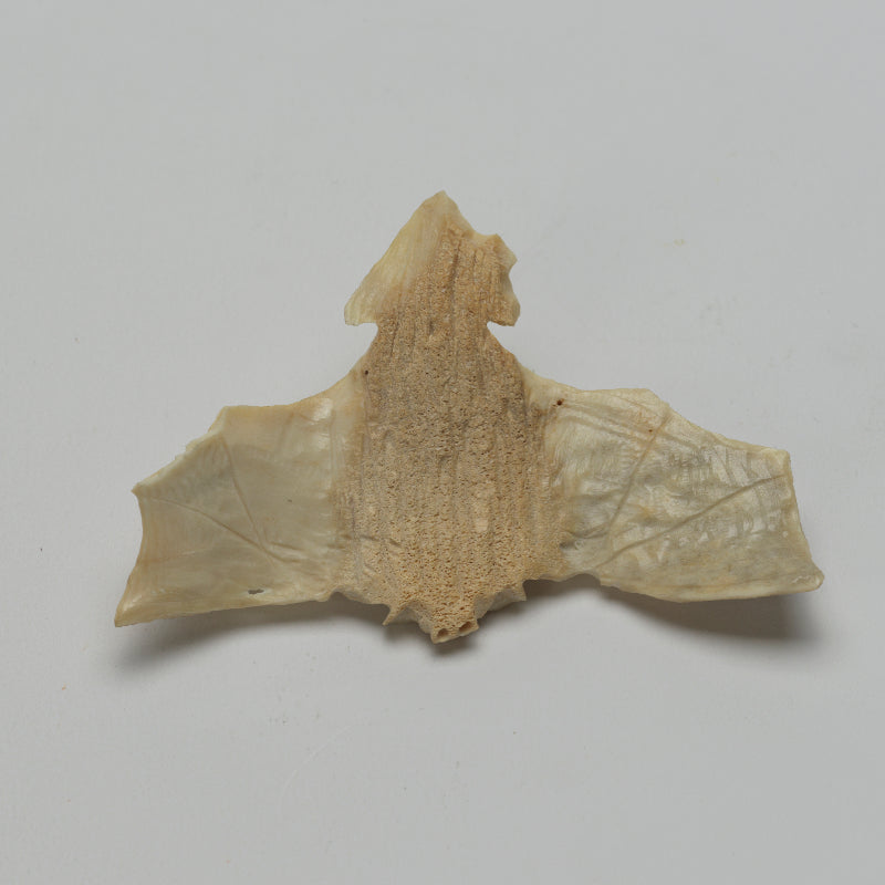 Lewis Malie: Bone , Bat