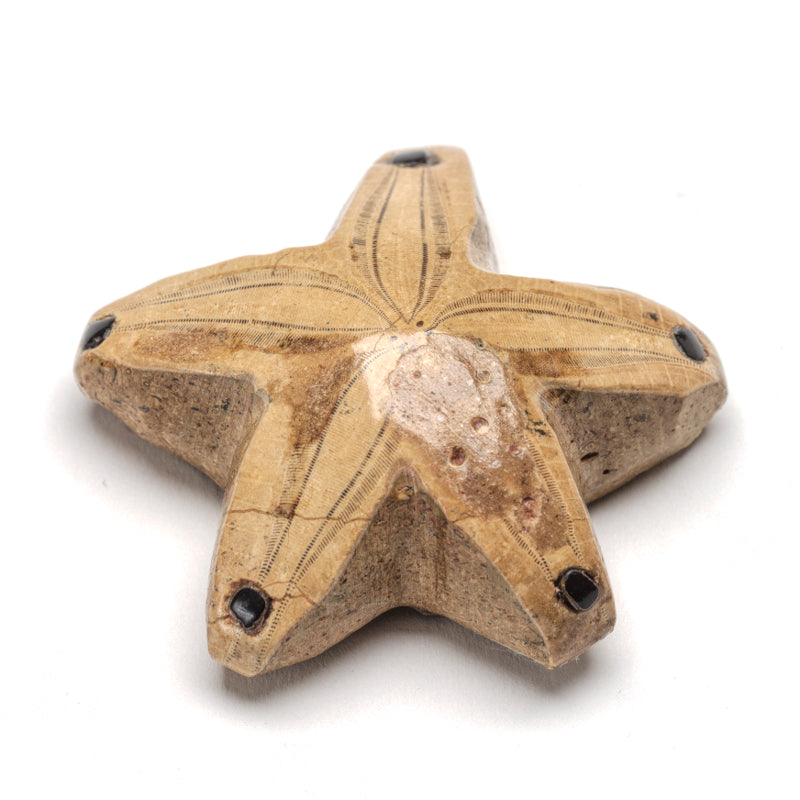 Mick Romancito (d): Dactylioceras, Starfish