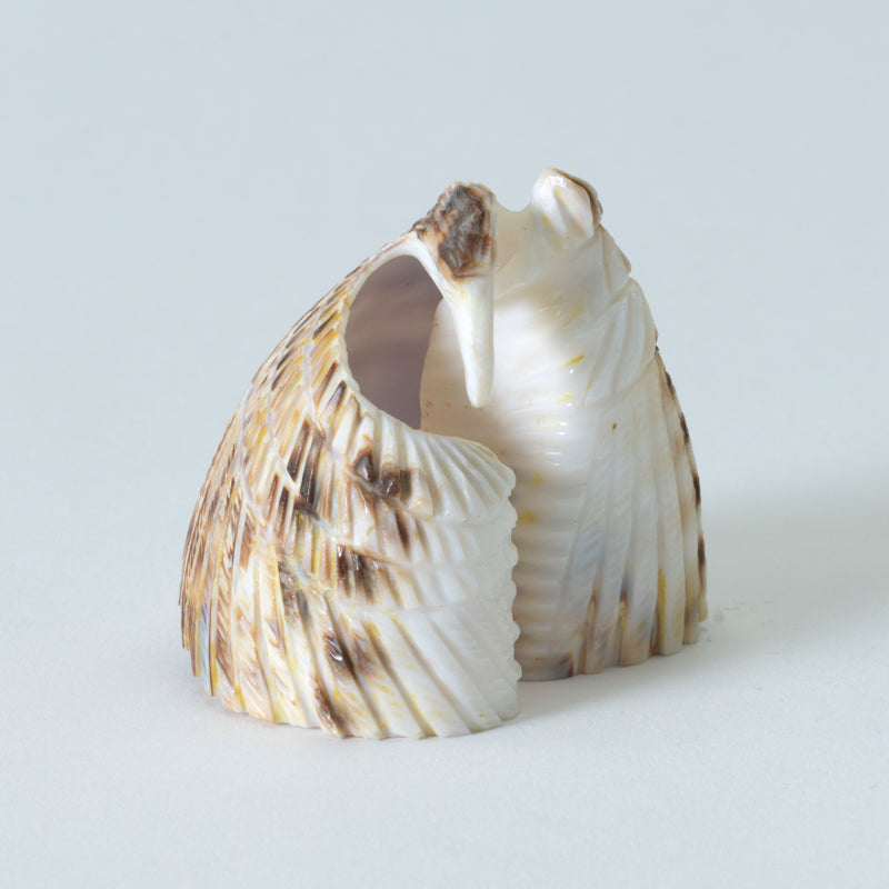 Bryston Bowannie: Cowry Shell, Eagle