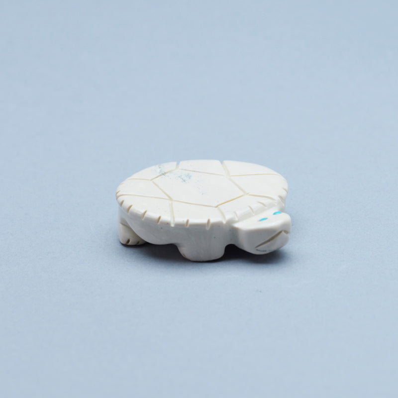 Taylor Gia: Fishrock, Turtle