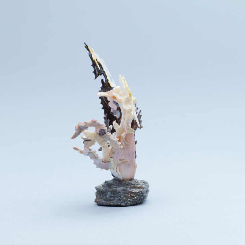 Ruben Najera: Shell, Sea Horses