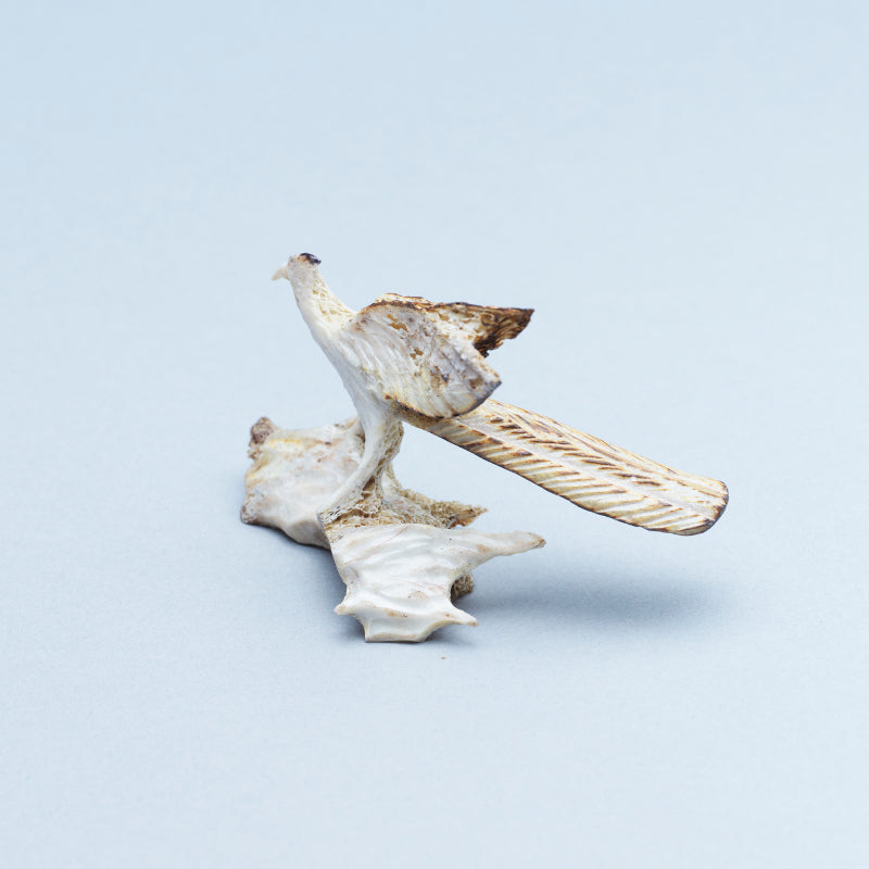 Ruben Najera: Bone, Roadrunner