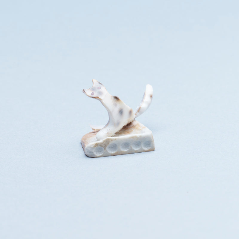 Ruben Najera: Cowry Shell, Cat