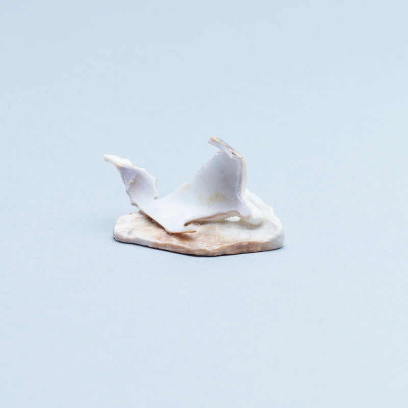 Ruben Najera: Cowry Shell, Cat