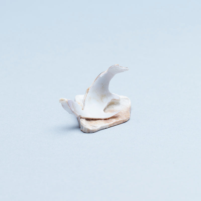 Ruben Najera: Cowry Shell, Cat