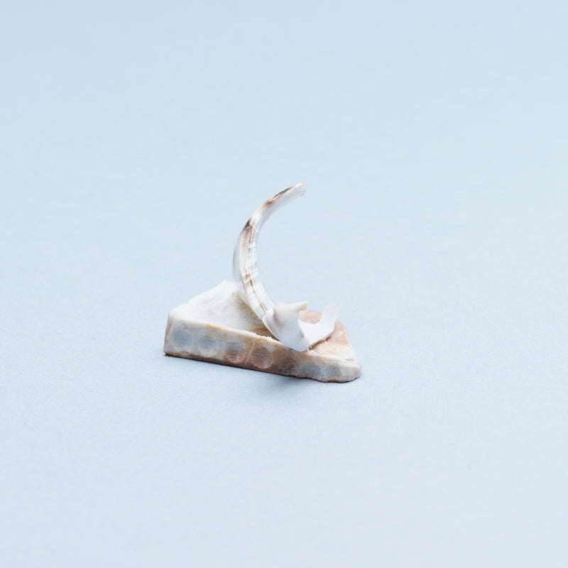 Ruben Najera: Cowry Shell, Cat