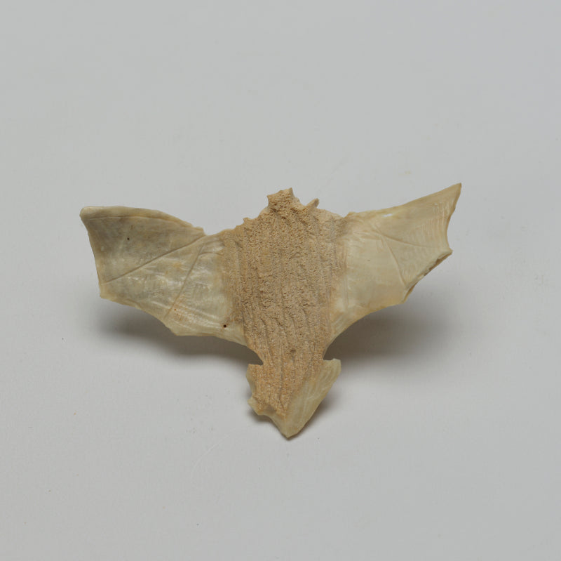 Lewis Malie: Bone , Bat