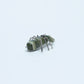 Danny Lonjose: Ricolite, Spider