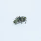 Danny Lonjose: Ricolite, Spider