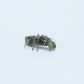Danny Lonjose: Ricolite, Spider
