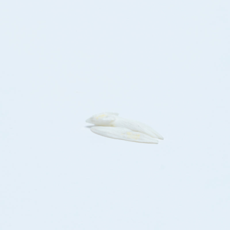 Jonas Hustito: White Marble, Flying Squirrel