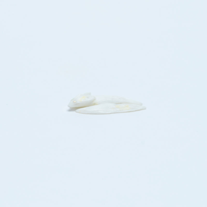 Jonas Hustito: White Marble, Flying Squirrel