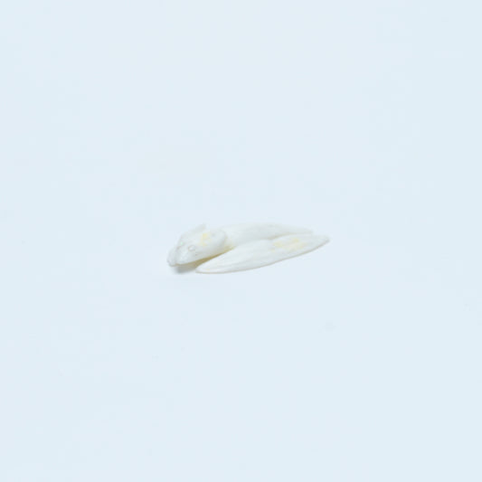 Jonas Hustito: White Marble, Flying Squirrel