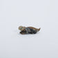 Hudson Sandy: Picasso, Horned Toad