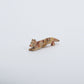 Cody Nastacio: Tigilite, Fox