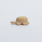 Unknown Artist: Dolomite, Turtle