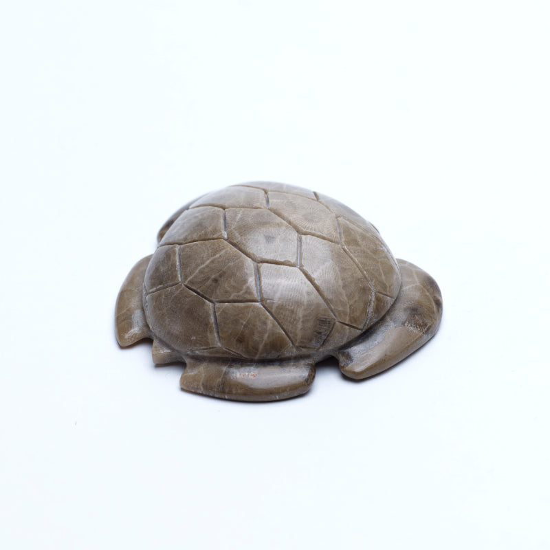 Brion Hattie: Petosky, Sea Turtle