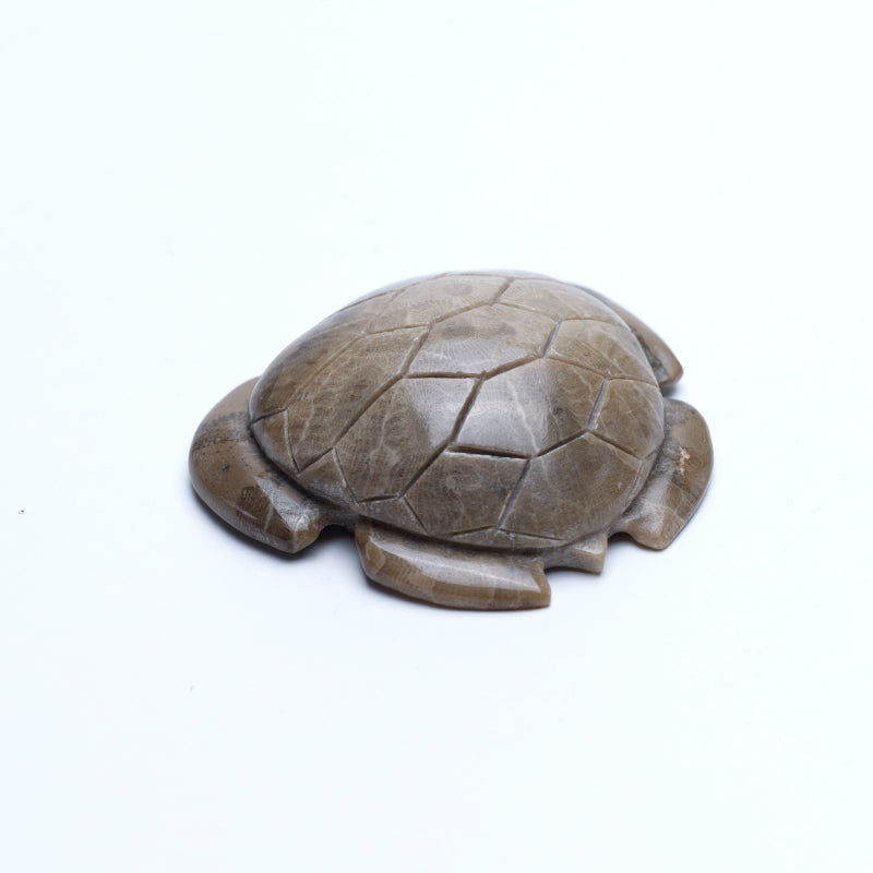 Brion Hattie: Petosky, Sea Turtle