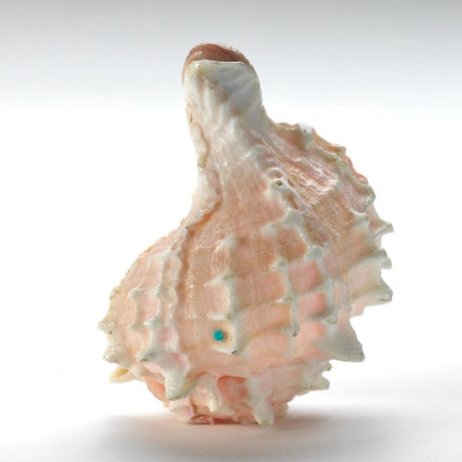 Daniel Chattin: Conch Shell, Maiden